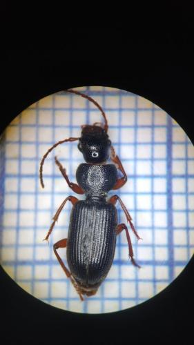 Carterus fulvipes